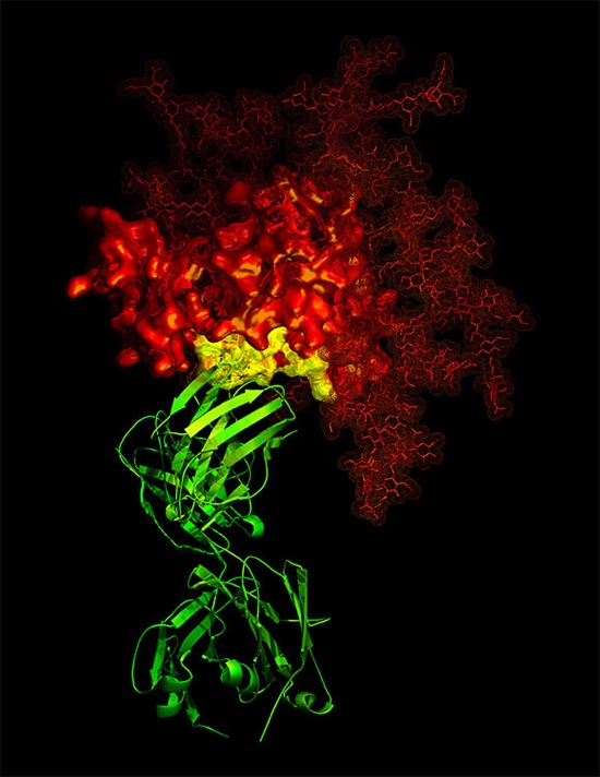 aids-virus-photo-b12_antibody